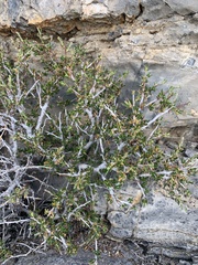 Cercocarpus intricatus