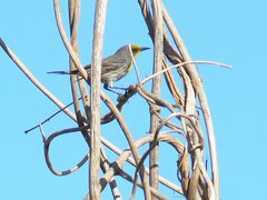 Setophaga pityophila