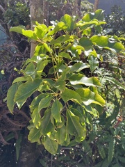 Cheirodendron trigynum