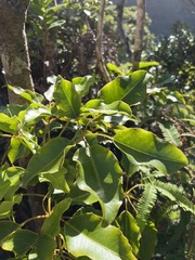 Cheirodendron trigynum