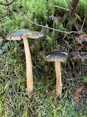 Amanita variicolor