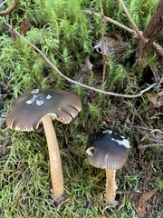 Amanita variicolor