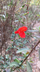 Clinopodium coccineum