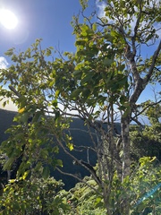 Cheirodendron trigynum