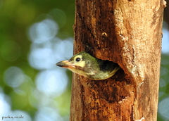 Psilopogon haemacephalus