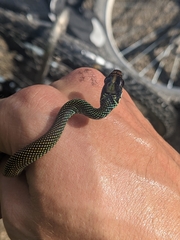 Drymobius margaritiferus