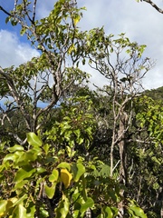 Cheirodendron trigynum