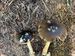 Amanita variicolor