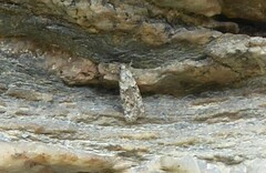 Izatha gekkonella