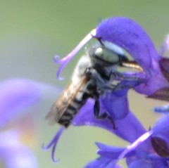 Megachile