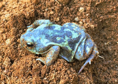 Uperodon systoma