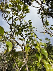 Cheirodendron trigynum