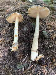 Amanita variicolor