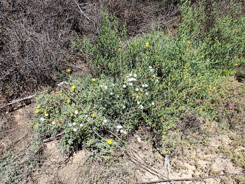 Image of Ruschia multiflora by (c) Nicola van Berkel, some rights reserved (CC BY-SA)