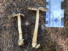 Amanita variicolor
