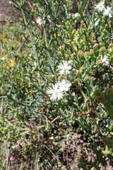Ruschia multiflora
