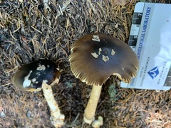 Amanita variicolor