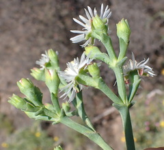 Ruschia multiflora