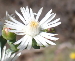 Ruschia multiflora