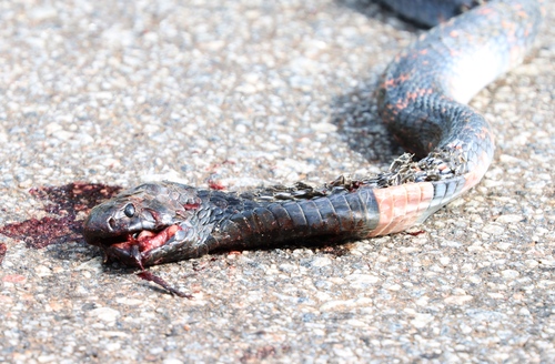 Black-necked Spitting Cobra