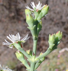 Ruschia multiflora