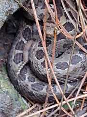 Crotalus triseriatus