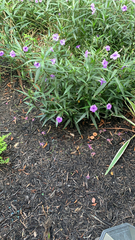 Ruellia simplex