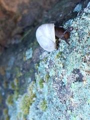Sonorella allynsmithi