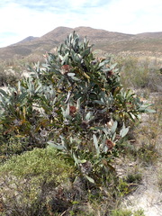 Protea lorifolia
