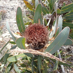 Protea lorifolia