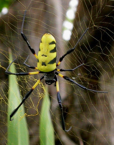 Trichonephila turneri