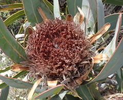 Protea lorifolia