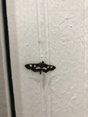 Desmia funeralis