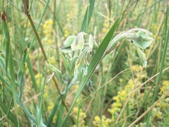 Gladiolus orchidiflorus