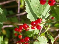 Ribes petraeum