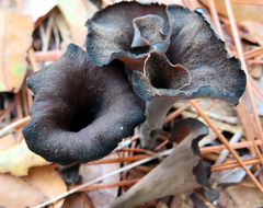Craterellus fallax image