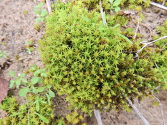 Syntrichia ruraliformis