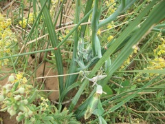 Gladiolus orchidiflorus