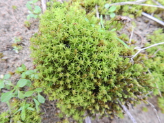 Syntrichia ruraliformis