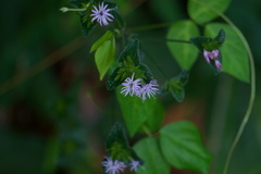 Elephantopus tomentosus