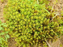 Syntrichia ruraliformis