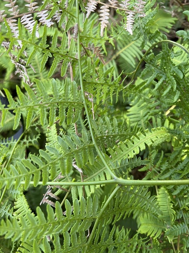 Pteridium aquilinum observed 2022-11-09