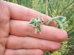 Gladiolus orchidiflorus