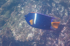 Holacanthus passer