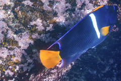Holacanthus passer