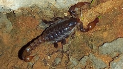 Bothriurus