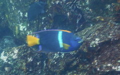 Holacanthus passer