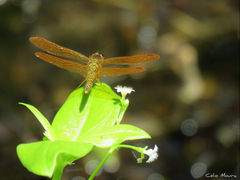 Perithemis