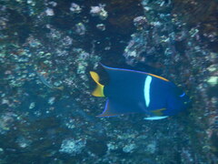 Holacanthus passer
