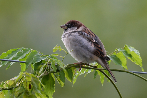 Moineau cisalpin